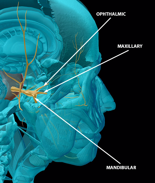 cranial-nerves-05-trigeminal-update